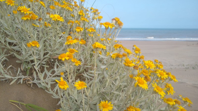 VILLA GESELL- DPTO. P/ 4 PERSONAS. A METROS DE PLAYA